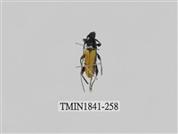 藏品(菲律賓產昆蟲)的圖片